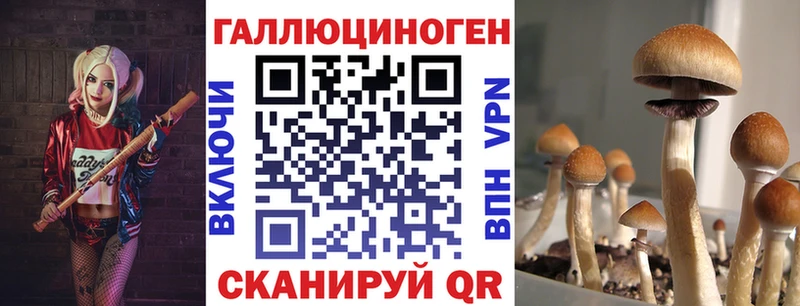 купить   Тольятти  Псилоцибиновые грибы Psilocybine cubensis 
